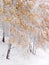 First Autumn Snow: Vertical Landscape With Russian Birches. Altai Mountains, Western Siberia, Russia. Foliage Under The Snow, Bord