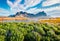 First blooming loopine flowers on Stokksnes cape in June. Sunny morning view of Vestrahorn Batman Mountain. Amazing summer scene