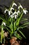 First blooming snowdrops in Februari sunshine