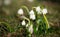 The First Blooming Spring Snowflakes.