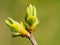 The first blossoming branch with leaves