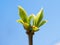 The first blossoming branch with leaves on blue sky