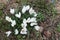 The first blossoming crocuses in the spring