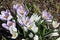 The first blossoming crocuses in the spring