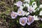 The first blossoming crocuses in the spring