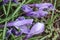 The first blossoming crocuses in the spring