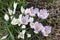 The first blossoming crocuses in the spring