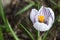 The first blossoming crocuses in the spring