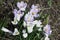 The first blossoming crocuses in the spring