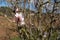 First blossoms of an almond tree