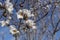 First blossoms of an almond tree