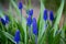 First blue flowers of Muscari mouse hyacinth in spring. Russia