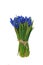 First blue springs flowers bouquet Muscari isolated on white background