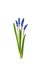 First blue springs flowers Muscari isolated on white background