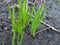 First bright green shoots appear in the spring. selective focus