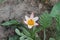 The first bright tulip bloomed in the garden in spring