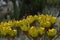 The first buds of some yellow flowers