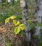 The first buds of spring