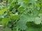 First buds on white mulberry tree Morus alba . Tuscany, Italy