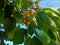 The first cherries on the branch