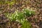 The first cluster of snowdrops blooming near Lubenham  UK