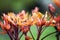 The first colorful leaves on peony branches before flowering in the garden in early spring.