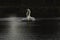 First Complete Series of Swansâ€™ Mating Ritual Photos 8/9