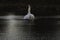 First Complete Series of Swansâ€™ Mating Ritual Photos 9/9