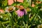 The first coneflower to bloom in the back garden