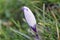 The first Crocus of