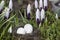 First crocus blossoms with eggs in a nest