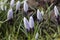 First crocus blossoms on green moss