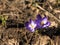 The first Crocus flowers on the bare ground after the snow melts, top view