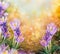 First crocus flowers over blurred sunlight nature background