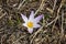 The first crocus flowers in the snow