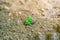 The first cucumber leaves break through the soil close-up. The first sprouts of cucumbers