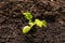 First cucumber seedlings in garden without greenhouse. Natural farming without GMOs. Cucumber sprouts in field