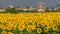 First day lights on sunflowers with the village of Bientina in the background, Pisa, Tuscany, Italy