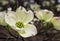 First dogwood blossoms open, spring 2019