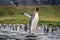 first flight attempts of a king penguin - (APTENODYTES PATAGONICUS)