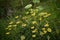 The first flower of Spring the celandine in Lancashire