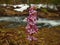 The first flowering shrub of the Siberian taiga