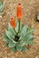 First flowers of Aloe arborescens