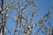 First flowers bloomig tree of plum, white flowers, bokeh effect. selected focus. Blue sky, sprirng time.