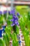 The first flowers, a bud of blue hyacinth blooming in spring, vertical. Fresh natural blue hyacinth flower in a pot, opening