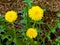 The first flowers, dandelion, green vitamins. TarÃ¡xacum