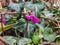 The first flowers of early spring Alpine violet.