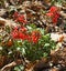 First flowers in spring. Corydalis solidae red, fumewort or bird-in-a-bush, species of flowering plant in family Papaveraceae