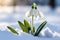 First flowers. Spring snowdrops bloom in the snow.