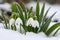 First flowers. Spring snowdrops bloom in the snow.